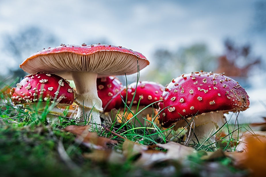La fièvre des champignons : quand et comment aller cueillir des amanites tueuses ? 3 Gros plan sur plusieurs Amanita muscaria dans une clairière