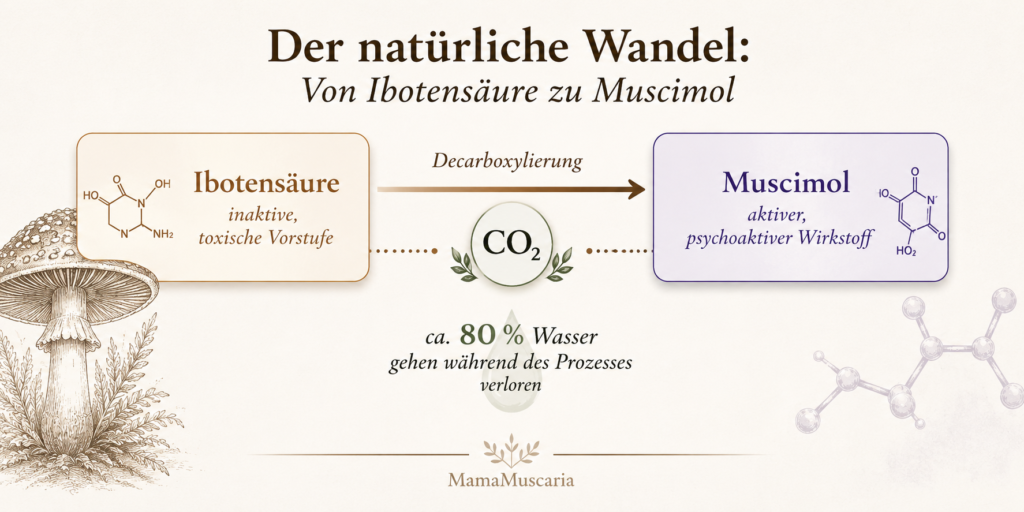 Schematische Darstellung der Umwandlung von Ibotensäure in Muscimol durch Trocknung. Beide Chemischen Substanzen sind Fliegenpilz Inhaltsstoffe.