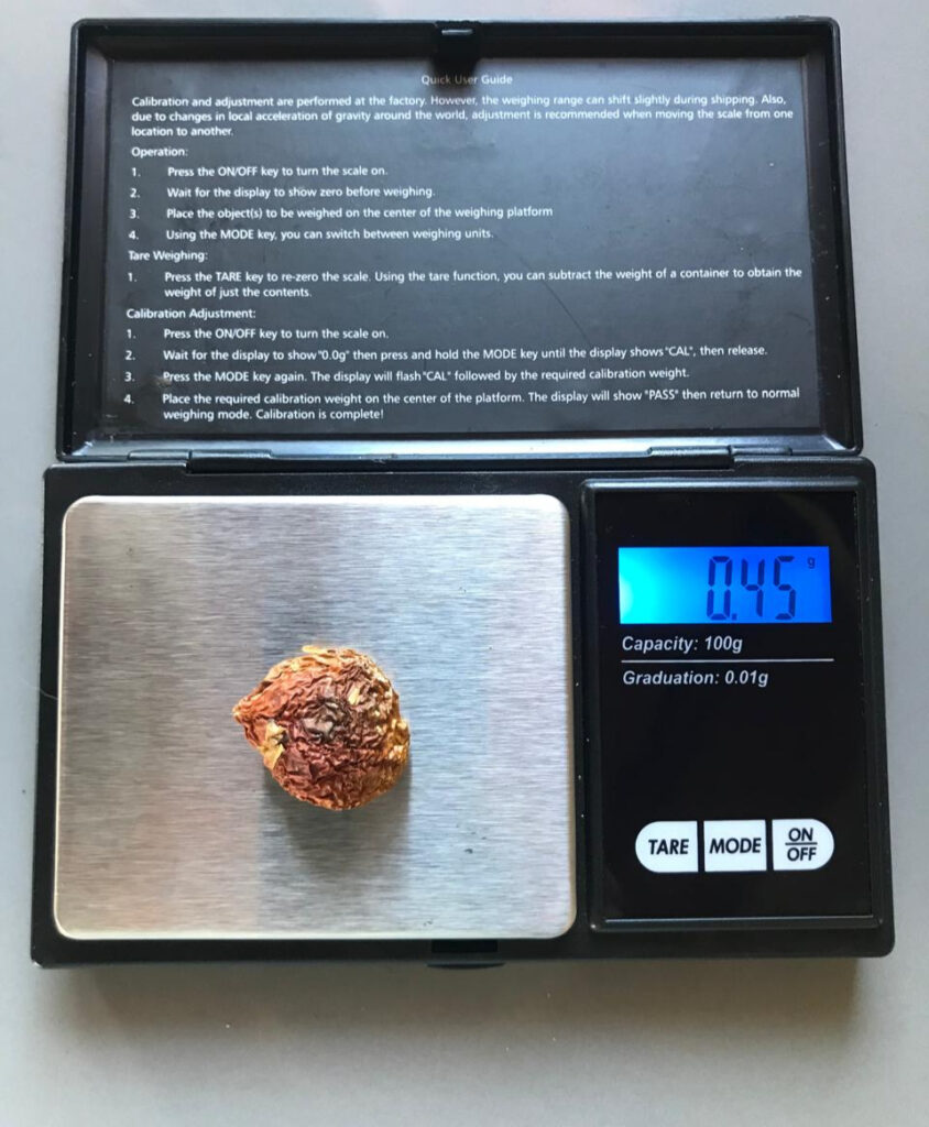 Fliegenpilz Kappe wird auf Feinwaage gewogen