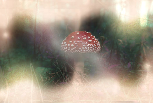 Mythen über Fliegenpilz Microdosing: Aufklärung über gängige Missverständnisse 2 Fliegenpilz im Wald