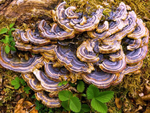 Schmetterlings-Tramete Pilz wächst an einer Birke Schmetterlings-Tramete kaufen