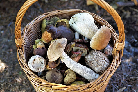 Wie giftig ist der Fliegenpilz wirklich? 2 image 122