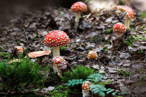 Quanto è velenosa l'Amanita muscaria?