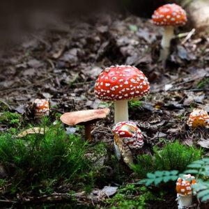 How poisonous is Amanita muscaria?