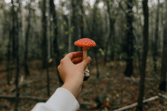 ¿Podría ser comer setas la clave secreta para un mundo mejor? 3 image 145