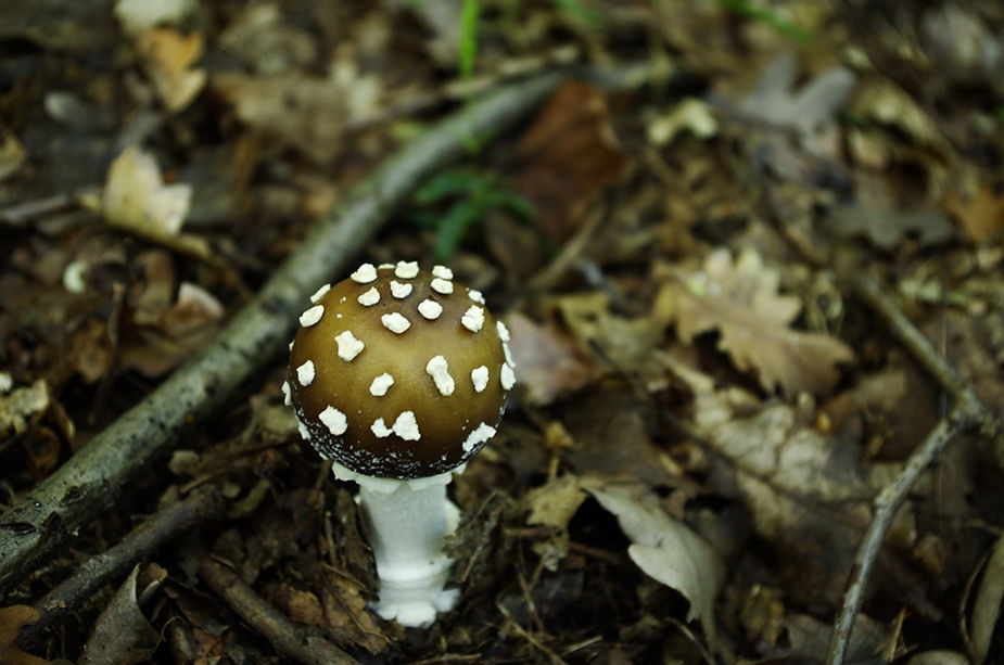 Amanita Pantherina y Amanita Muscaria: diferencias en el efecto Agárico de la mosca 3 Pequeña Amanita pantherina en el suelo del bosque