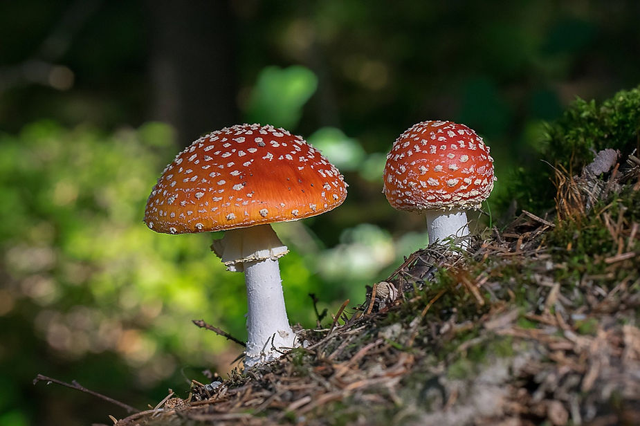 Amanita Pantherina y Amanita Muscaria: diferencias en el efecto Agárico de la mosca 2 image 156