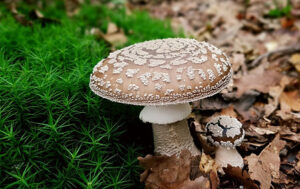 Amanita Pantherina adulta
