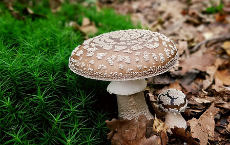 Amanita Pantherina y Amanita Muscaria: diferencias en el efecto Agárico de la mosca 1 image 157