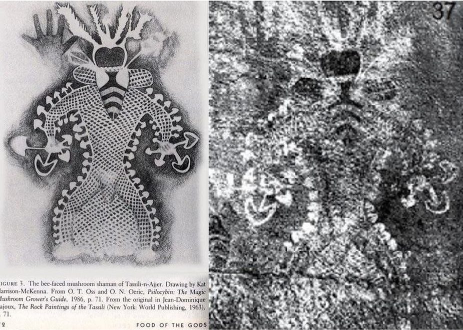 El polifacético Agárico de mosca - Un remedio milenario para el dolor y los problemas de sueño: Parte 1 1 image 16