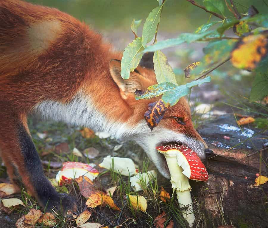 ¿Por qué los animales salvajes comen Agárico de mosca? Observaciones interesantes y pistas importantes... 3 image 171
