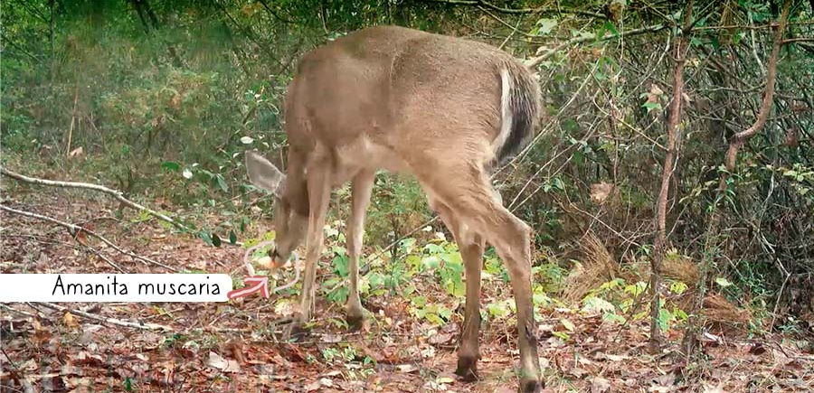 ¿Por qué los animales salvajes comen Agárico de mosca? Observaciones interesantes y pistas importantes... 1 image 172