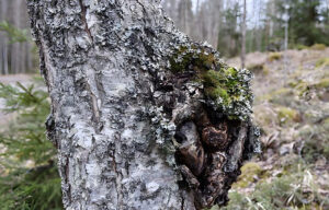 Un hongo Chaga creciendo en un tronco de abedul