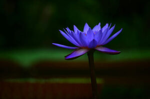 Fiore di loto blu