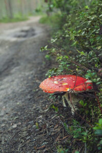 Agarico de mosca en el borde de la carretera - Comprar tapones de agarico de mosca de primera calidad