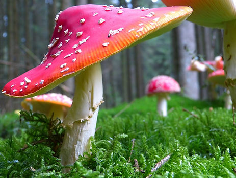 7 razones para comprar setas en MamaMuscaria - Comprar setas - tapones de calidad superior 3 image 31