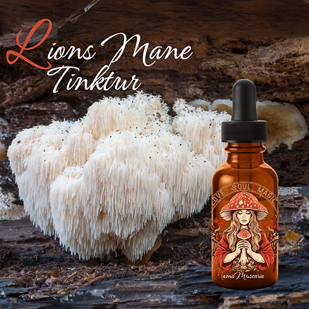 Dream-Teams der Pilzwelt Teil 2: Lion`s Mane Vitalpilz Tinktur und Fliegenpilz 2 image 34