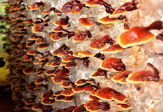 Die geheimnisvolle Welt von Ganoderma lucidum: Der Reishi Pilz als Schlüssel zu einer aktiven und gesunden Lebensweise 3 image 38
