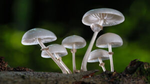 Tratar la depresión con setas