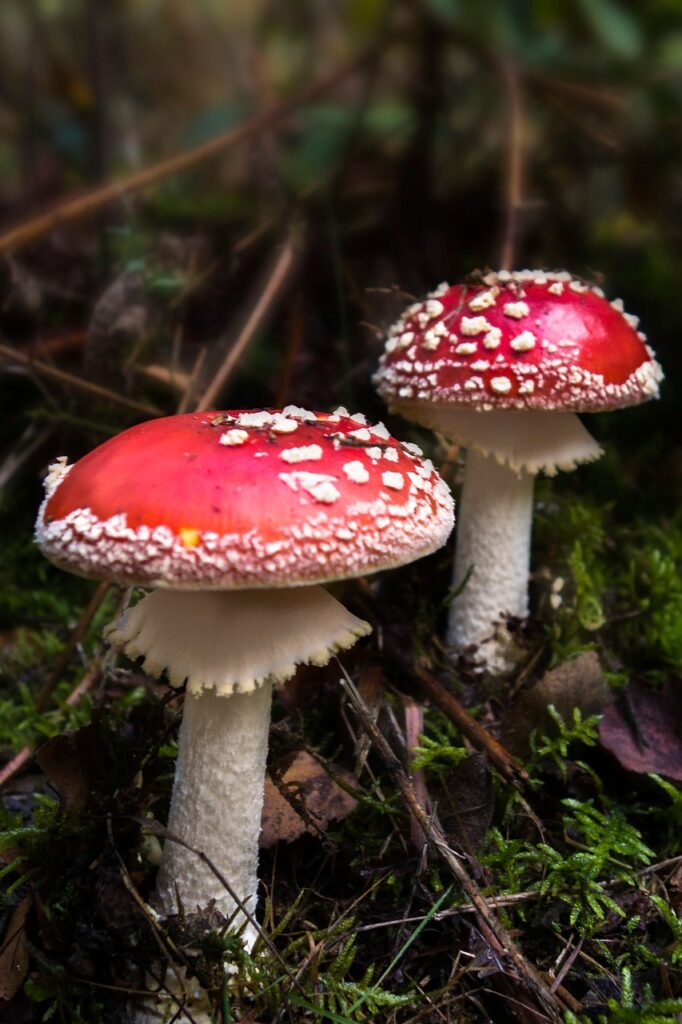 2 Fliegenpilze im Wald
