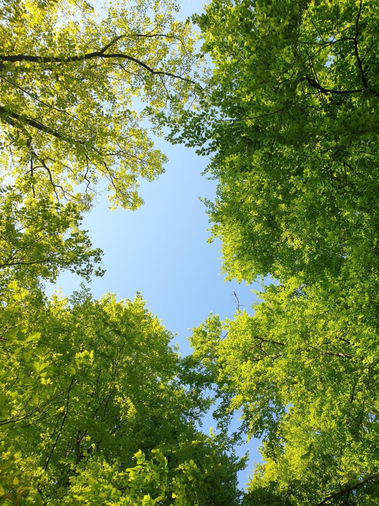 Reset sur le bonheur : Ce que les enfants nous apprennent intuitivement sur les champignons 2 La vue depuis le sol de la forêt vers la cime des arbres et un ciel radieux : le bain de forêt peut procurer un sentiment de bonheur et améliorer le bien-être