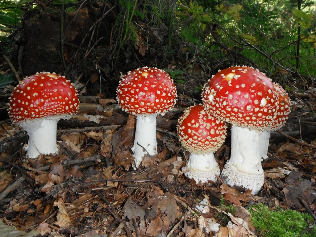 Hat die Kirche den Fliegenpilz verteufelt? Von Göttern, Kräutern und Kontrolle 3 Fliegenpilz Bedeutung - die Amanita muscaria Mythologie neu entdeckt, Fliegenpilze im Wald