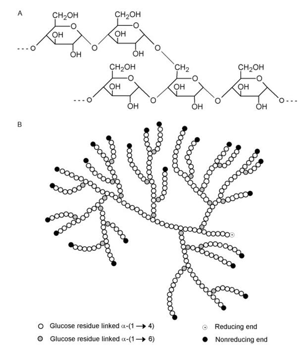 unveiling the versatility of polysaccharides structure functions industrial applications