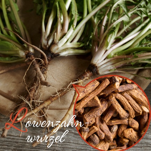 gehäckselte Löwenzahnwurzel Heilwirkung zum Aufgießen