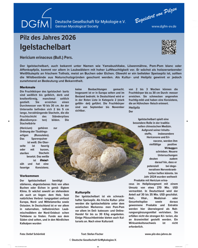 La melena de león, potenciador natural del cerebro - cartel de la seta del año 2026 del DGfM  