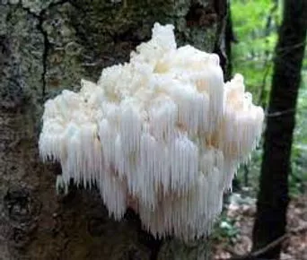 Un hericium erinaceus pousse sur le tronc d'un arbre à feuilles caduques dans la forêt – Gros plan sur l'Hericium erinaceus