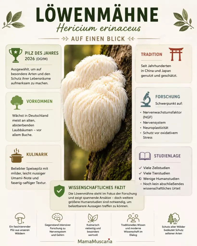 La « crinière de lion » au cœur de la recherche – Infographie sur l'Hericium erinaceus
