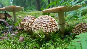 Sintomi insoliti con il microdosaggio dell'agarico della mosca