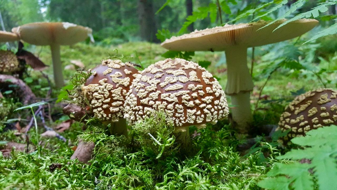 Sympt&ocirc;mes inhabituels chez l'amanite tue-mouches microdos&eacute;e