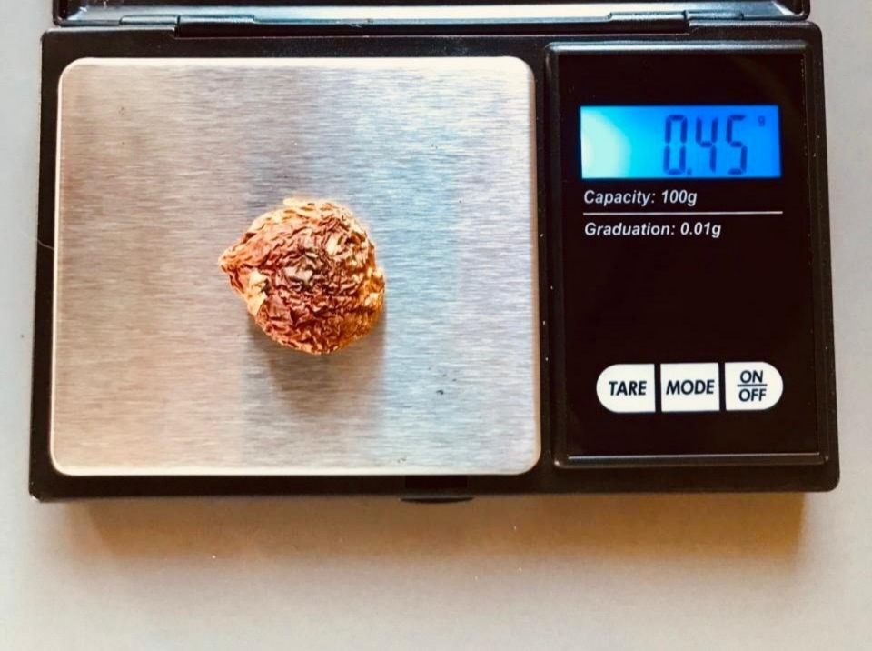 Regolare il dosaggio - scalare con l'agarico della mosca  