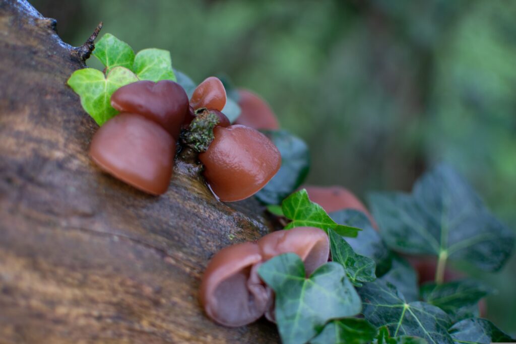 Vitalpilze in Deutschland finden: Diese 5 Arten wachsen jetzt im Juli 4 Auricularia auricula judae: Der Judasohr Pilz am Baumstamm