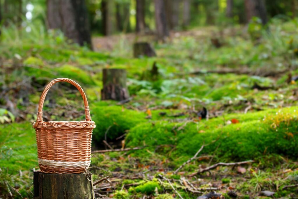 Vitalpilze in Deutschland finden: Diese 5 Arten wachsen jetzt im Juli 6 Vitalpilze in Deutschland finden und im Wald sammeln: Ein Pilzkorb auf einem Baumstumpf inmitten einer moosbedeckten Waldlichtung