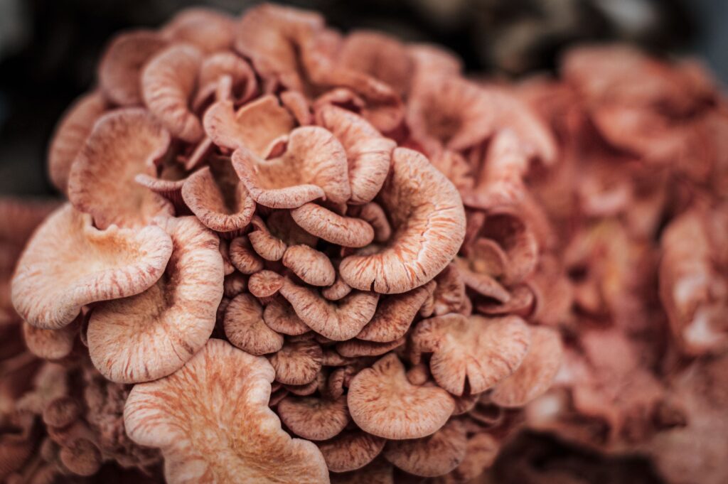 Vitalpilze in Deutschland finden: Diese 5 Arten wachsen jetzt im Juli 3 Maitake Deutschland: Nahaufnahme eines Grifola frondosa