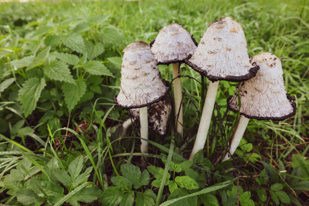 Vitalpilze in Deutschland finden: Diese 5 Arten wachsen jetzt im Juli 2 Schopftintling Vitalpilz - Vierergruppe auf Waldlichtung Nahaufnahme
