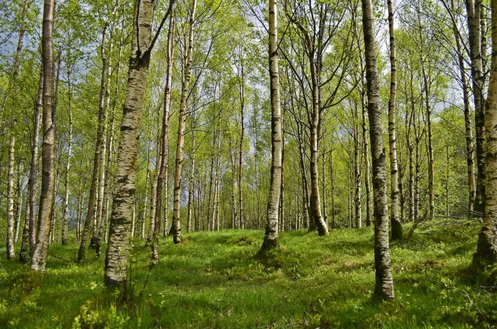 Chaga Vitalpilz: Der geheimnisvolle Birkenpilz im Porträt 2 Ein typischer Birkenwald mit Moos- und Grasbedecktem Waldboden an einem Sommertag - die Heimat des Inonotus obliquus, besser bekannt als Chaga Vitalpilz