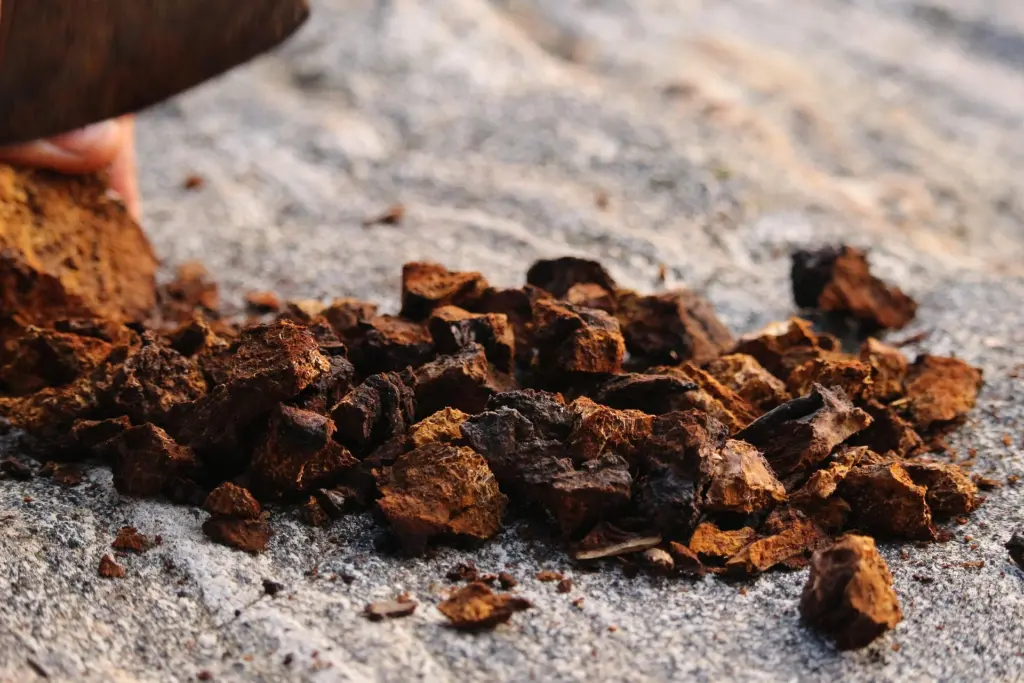 Chaga Vitalpilz als getrocknete Stücke dekorativ auf sandigem Boden arrangiert