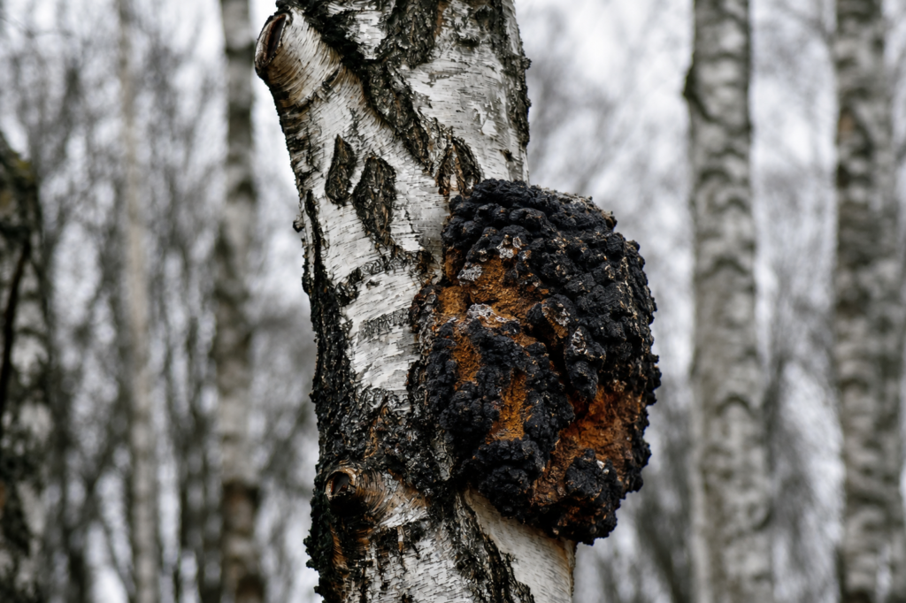 Chaga Vitalpilz: Der geheimnisvolle Birkenpilz im Porträt 1 Ein typisch geformter Chaga Vitalpilz am Baumstamm einer Birke im Wald.